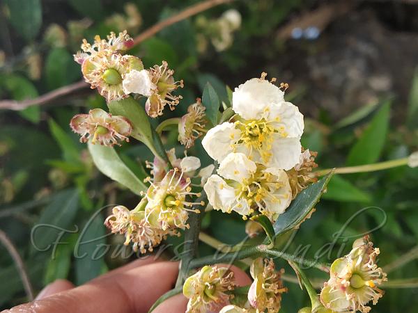 Himalayan Cherry Prinsepia